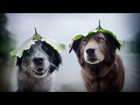 Prava psa u islamu / da li je pas nečist?