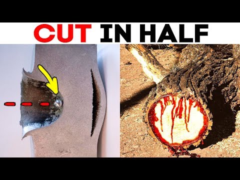 30 COOL THINGS CUT IN HALF THAT SHOW WHAT'S INSIDE
