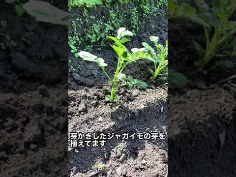  8月にジャガイモを植える：さまざまな技術と方法は何ですか？  庭園