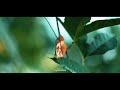 Birds Status Video In HD View Butterfly Status Video Download