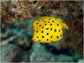Los 7 peces más extraños del mundo realmente extraños Los 7 peces más extraños del mundo realmente extraños