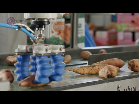 ESHET EILON  - Revolutionary Robotic Packing of Sweet Potatoes