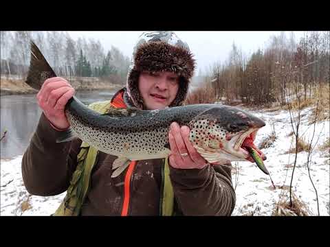 Meritaimen talvikko 2,5kg ja rasvaeväleikattu. Lapväärtti 24.4.2021. KATSOKAA KUVAUS.