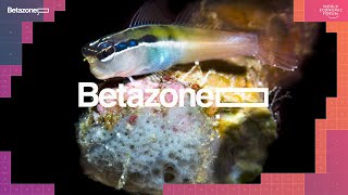 Betazone Davos 2020 | Hidden Worlds In Our Oceans with Cruz Erdmann