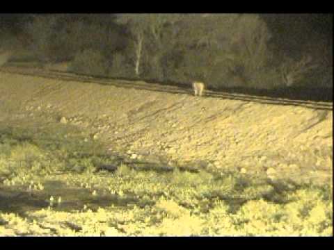 2 Nkuhuma Male Lions - Djuma Waterhole - Mar 29, 2012