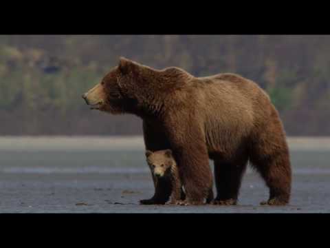Bears  |  Official Trailer  |  (2014)