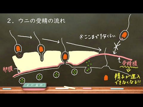 オーストリア国鉄のフォスロー MaK 800 機関車