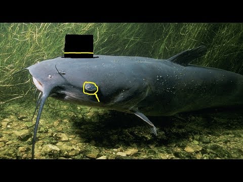 Taham Kiki Raiver King