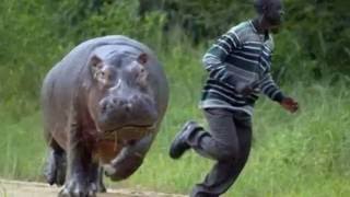 Funny Insane Animals and Humans Pictures Taken At Right Time