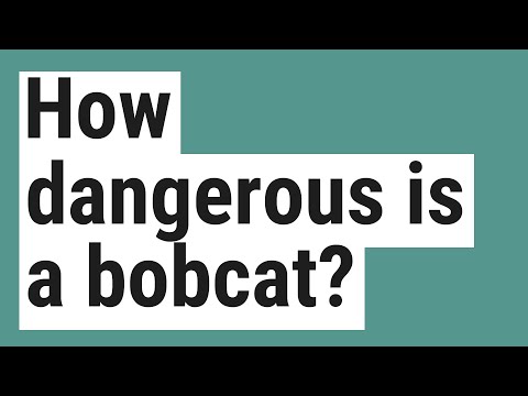 How dangerous is a bobcat?