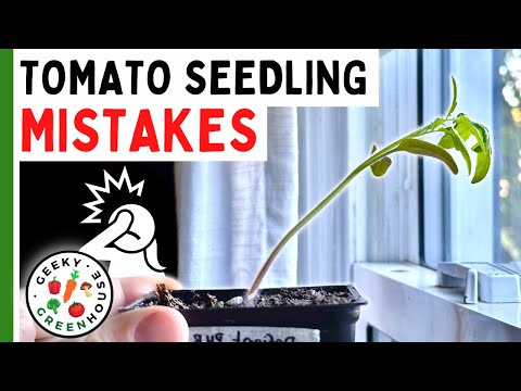 , title : '7 MISTAKES To Avoid With TOMATO SEEDLINGS - Geeky Greenhouse'