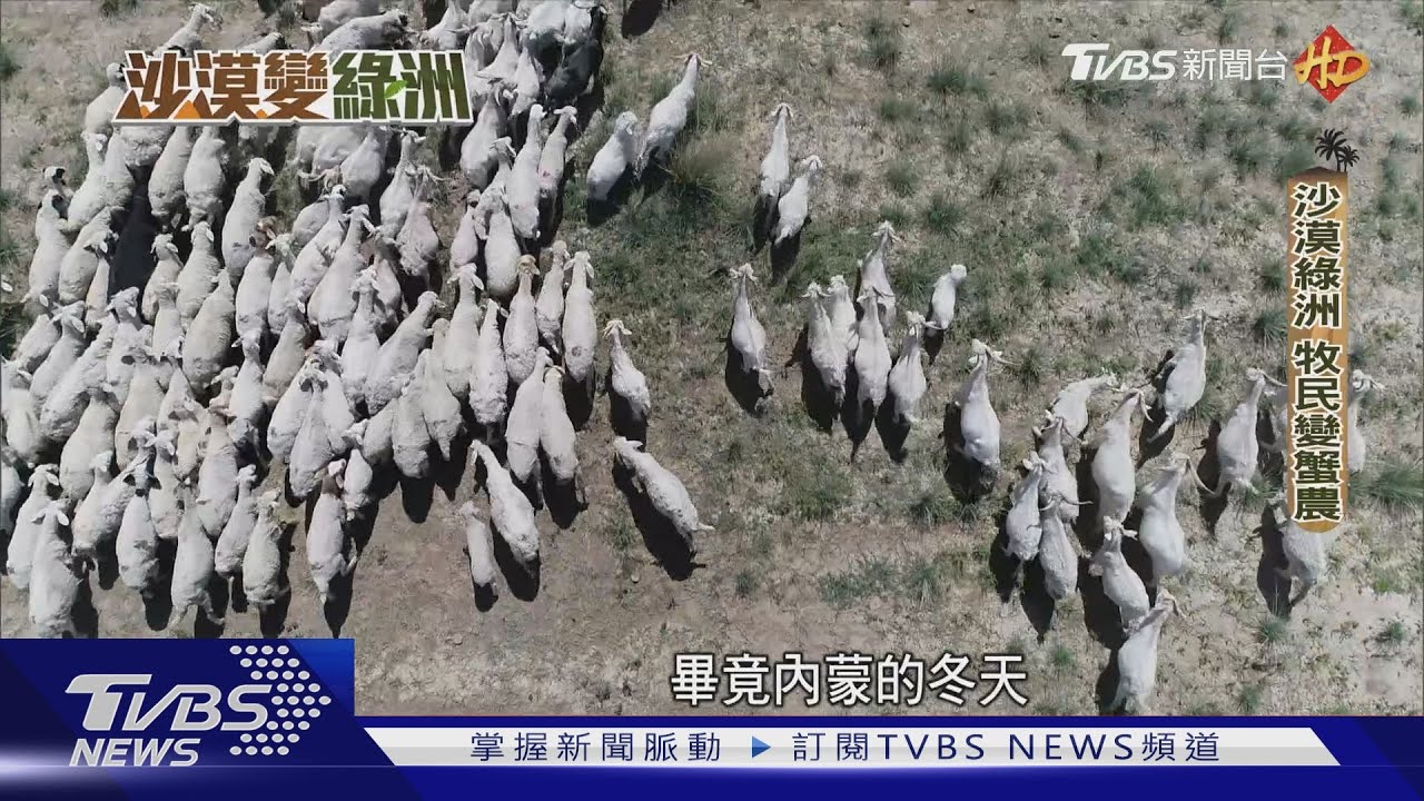 全球最大治沙工程　沙漠綠州、牧民變蟹農