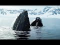 The Blue Planet Collection Part 2 BBC Earth