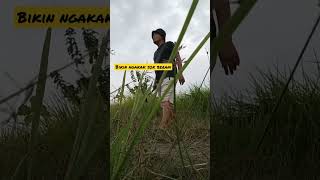 Download lagu story wa lucu 30 detik mp3