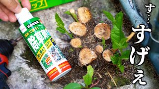 110円で切り株を枯らす【ダイソー除草剤】