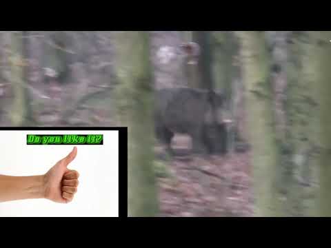 The most dangerous hunting for wild boar