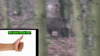 The most dangerous hunting for wild boar