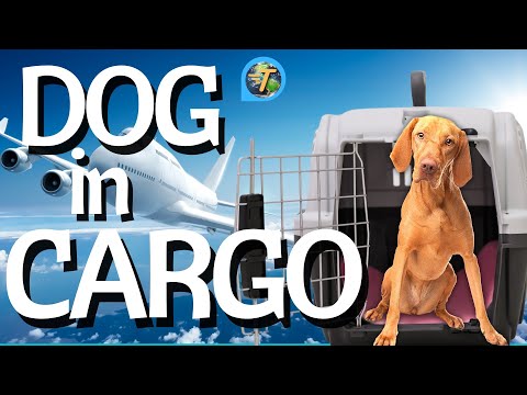 The Essential Guide to Traveling Internationally with Your Dog in Cargo