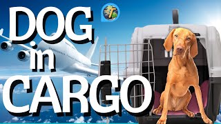 Flying With A Dog In Cargo: Essential Tips for Safe Cargo Travel