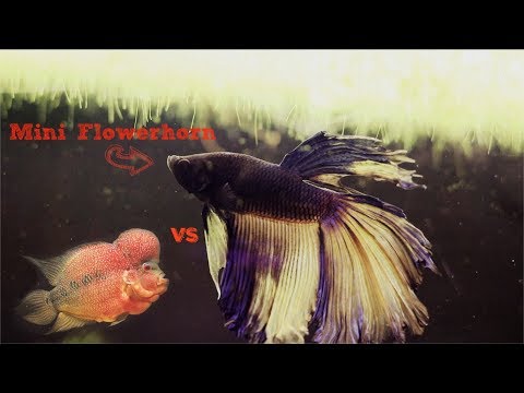 Betta Fish Are Like Small Flowerhorns