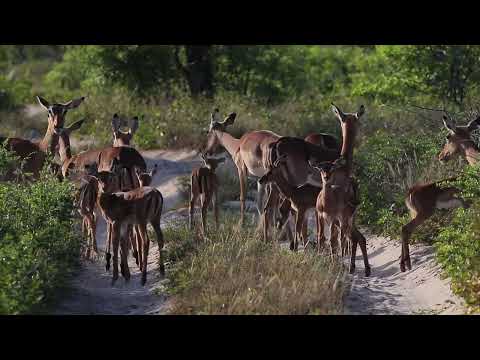 Impala Lambing Season in Zululand