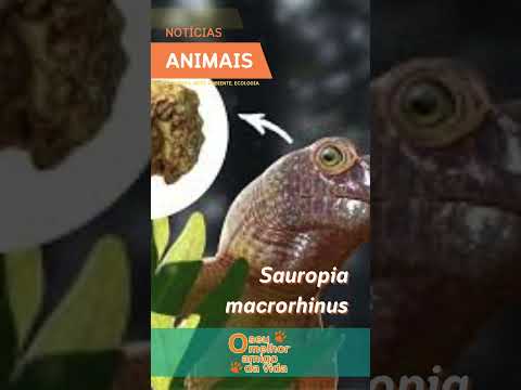 Espécie mais antiga do que os dinossauros é encontrada no Brasil - O Seu Melhor Amigo da Vida
