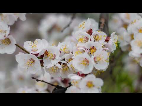 2g 60p Amazing Colors of Spring Flowers and Fall Leaves   4K Nature Relax Video with Nature Sounds T