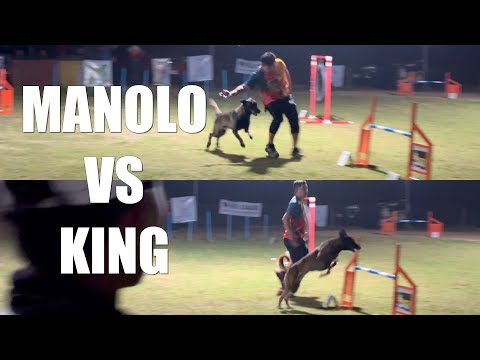 Two supercharged Belgian Malinois clash - Dog Agility