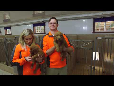 Kennel Tour 42