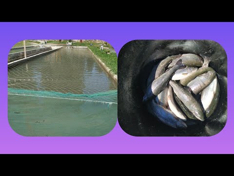 Păstrăvăria Zăvoi un loc în care am găsit și iepurasi 😉