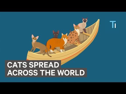 Animated Map Shows How Cats Spread Across The World