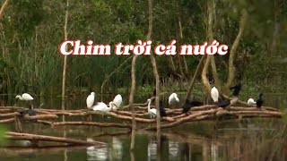 U Minh mùa sa mưa