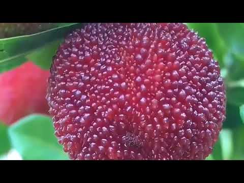 Enjoy Beautiful Nature With Rural Life # 42 (Yumberry)Chinese Bayberry