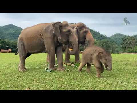 Pyi Mai is searching around ENP’s World ❤️- EleFlix