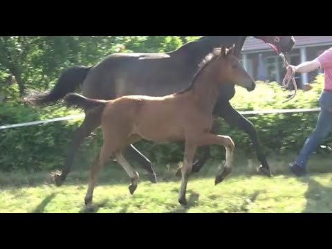 *2022 Stute von Galaxy - Millennium