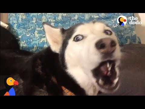 ご機嫌斜めなハスキー（ANGRY Husky Can't Resist Singing Her Favorite Song | The Dodo）
