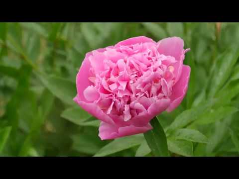 Svet baštovanstva ep. 116 19.06.2020. Setva šargarepe, oštećenja na kupusu i zaštita, božuri