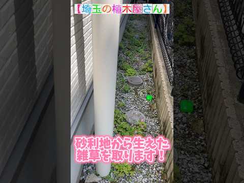 砂利の中の雑草？それらを削除し、再発を防ぐ方法は次のとおりです。  庭園