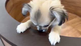 ハーフ犬の動画01
