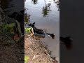 An Alligator Attacks A Dog