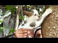 Shariva Saves Cute Little Mia