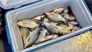 Fishing the Wolf River White Bass Run! - FILLING THE COOLER!
