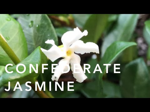 image-Is jasmine native to Florida?