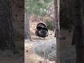 Wiled Colorado Turkeys #pikespeak #colorado #wiledlife #turkey #thanksgiving #bird #outdoors #tom