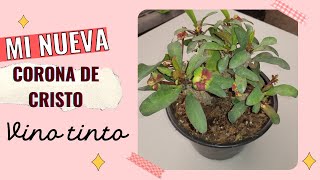 CONOZCAN MI NUEVA CORONA DE CRISTO (VINO TINTO)