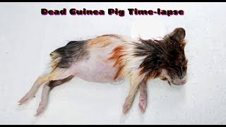 Dead Guinea Pig Time-lapse