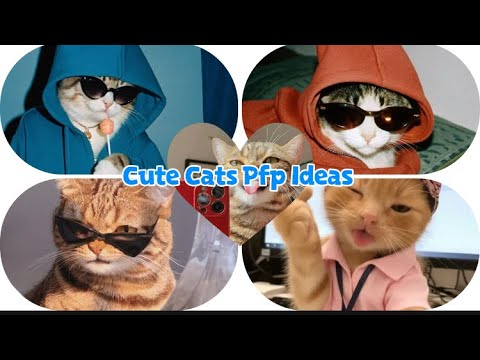 Cat Pfp