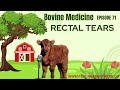EP 71 Rectal Tears In Cattle Causes Diagnosis Treatment Explained Pet Care Partners