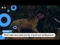 Dieren in Brazilië in gevaar door bosbranden