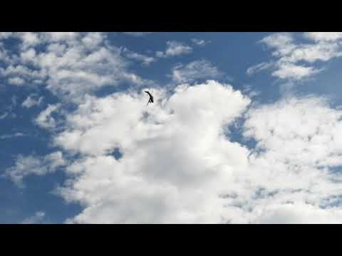 Kecskemét, Nemzetközi Repülőnap - 2021